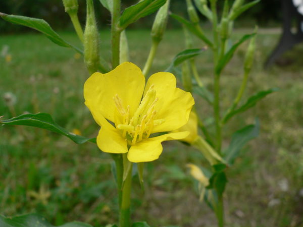 Evening Primrose