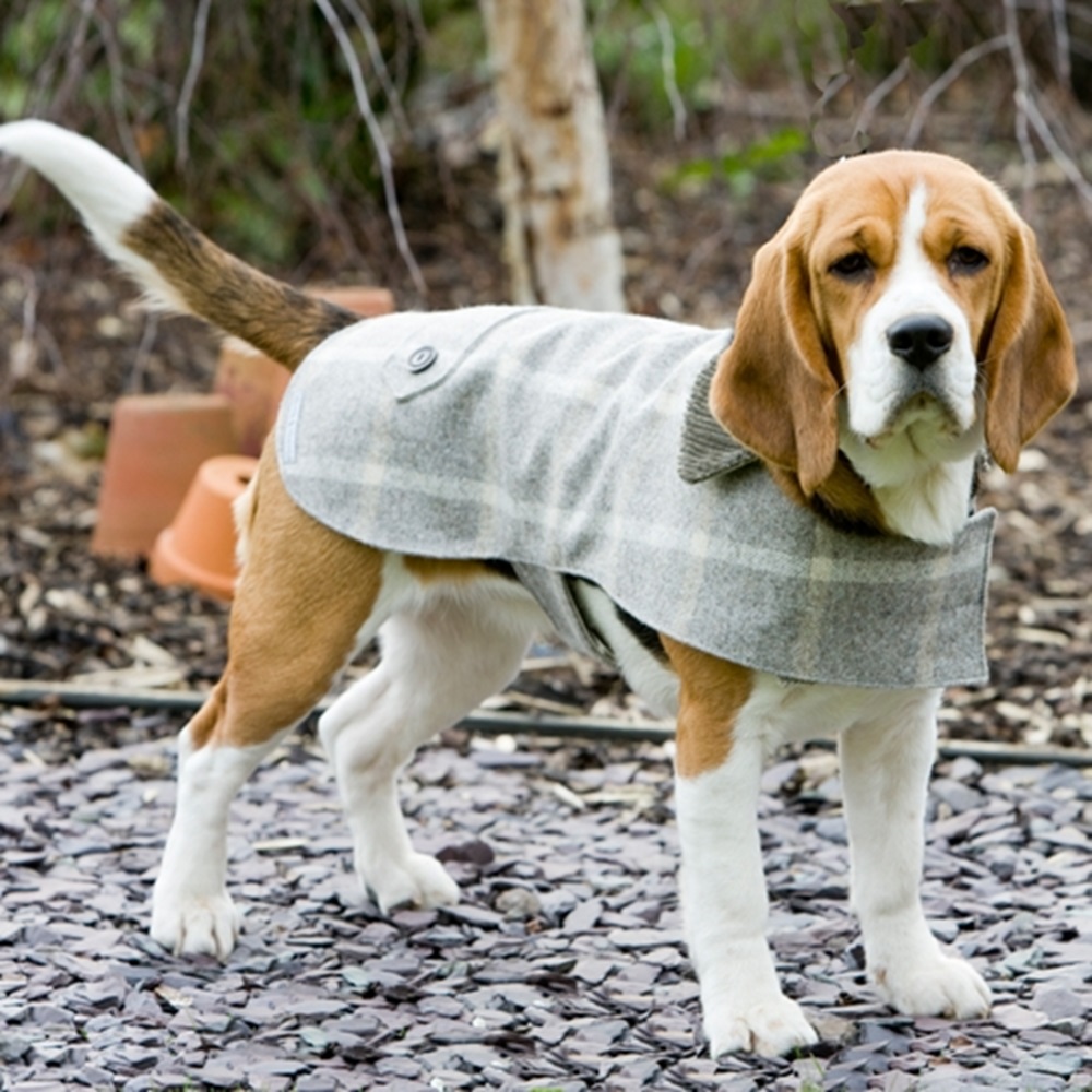 Tweed Dog Coat (Image: cuckooland.com)