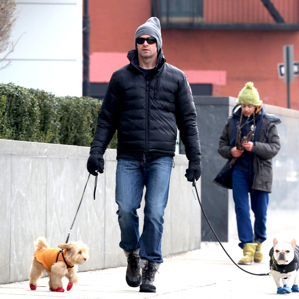 Hugh Jackman walking his dogs