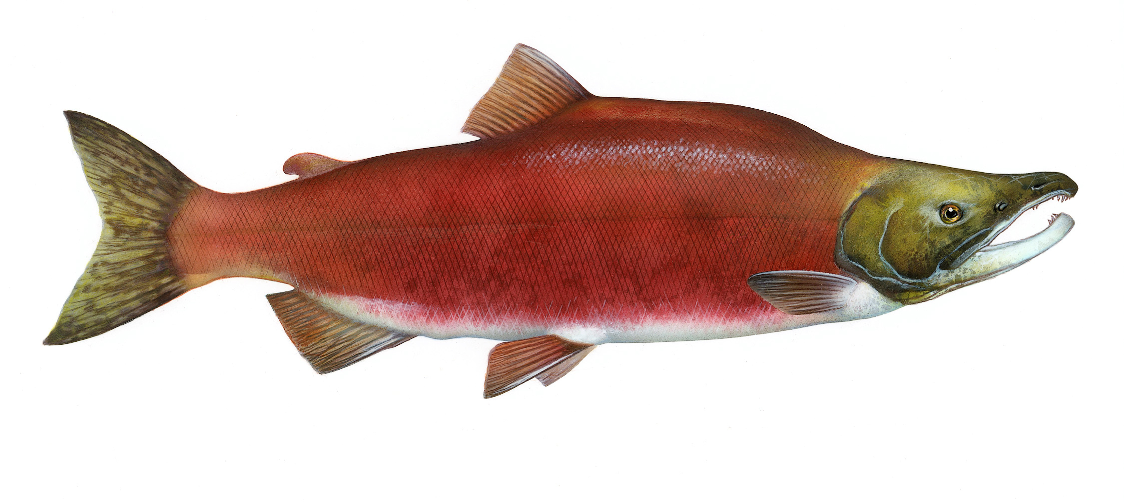Salmon