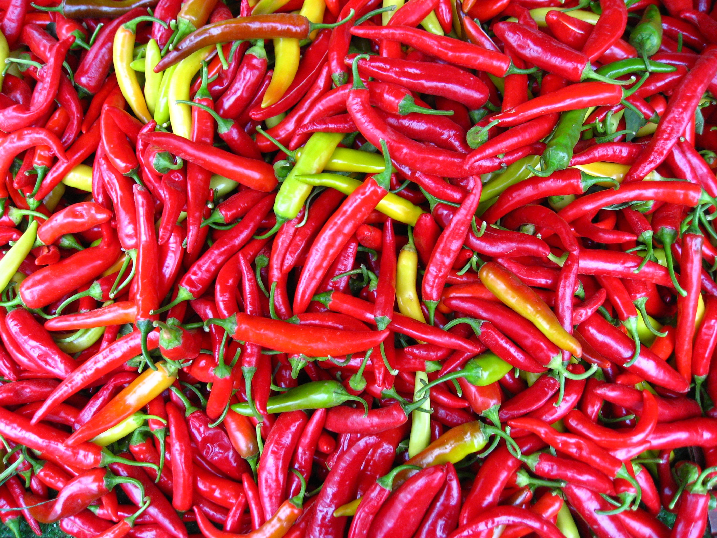 Capsicum that becomes cayenne pepper