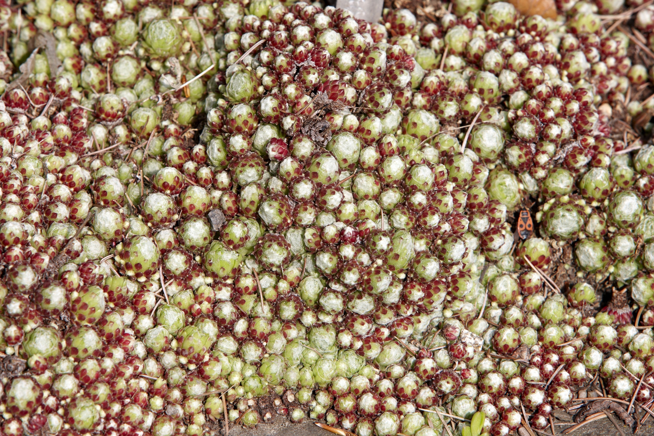 Jojoba beads