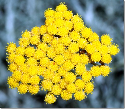 immortelle flower