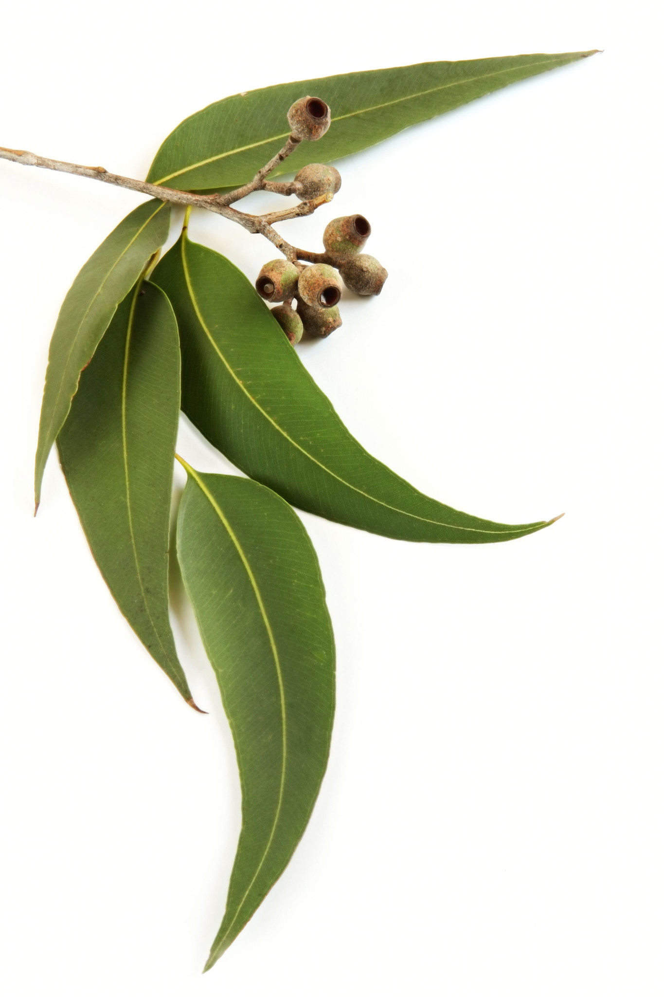 Eucalyptus oil Blue Mallee