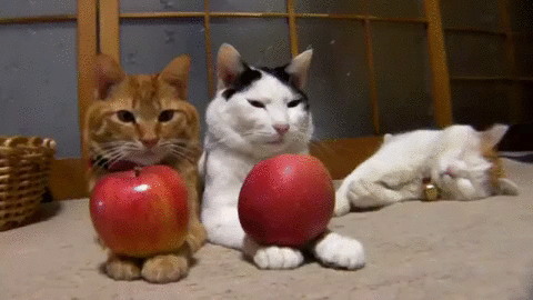A GIF of cats with apples
