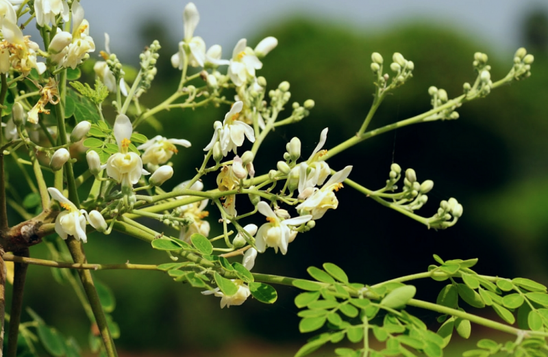 moringa seed